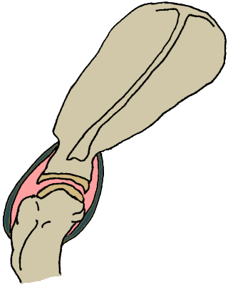 depiction of the shoulder joint