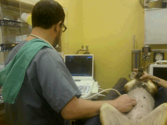 Dr. Jon Perlis of DVMSound at our hospital performing ultrasound exam.