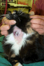 Kitty Martin bite wound abscess