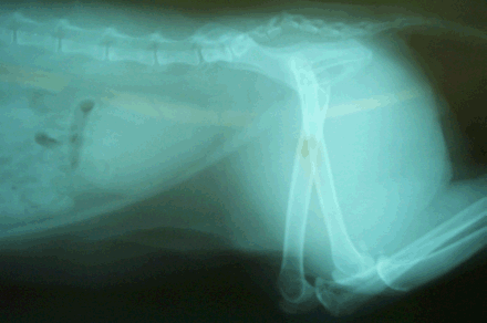 radiograph of broken tail and bladder