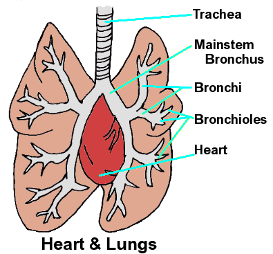 Heart and Lung Illustration