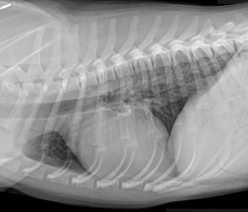 Chest radiograph of a dog with bronchitis.