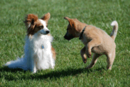 Two Dogs Playing