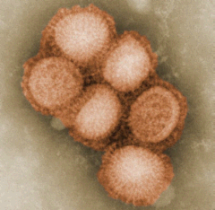 Group of influenza viruses