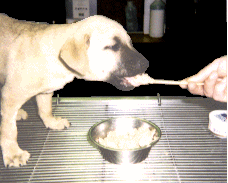 feeding puppy