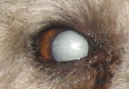 Poodle with Cataractous lens