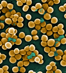 Staphylococcus bacteria