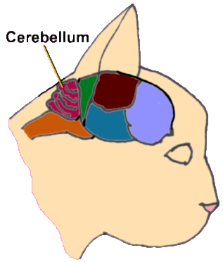 Diagram showing the cerebellum in the feline brain
