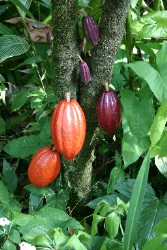 Cacao pods growing on the tree.