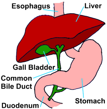 Gall Bladder Liver illustration