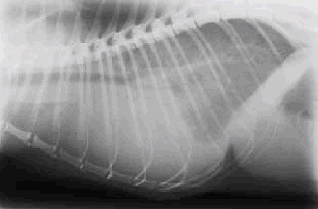 Feline chest radiograph from a patient with chylothorax.