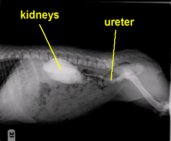 Puppy with ectopic ureters xray