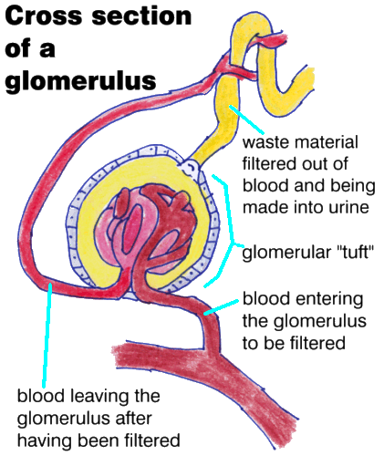 This depiction of a nephron shows a glomerulus and blood vessels