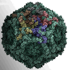 Image of the Feline Panleukopenia Virus