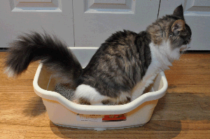 Japanese Litter box use