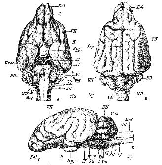 Cambridge Natural History Diagrams of the Canine Brain