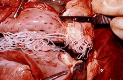 Heart specimen with cluster of heartworms inside