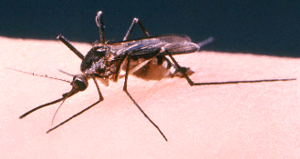 Feeding Mosquito