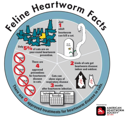 Feline Heartworm Facts
