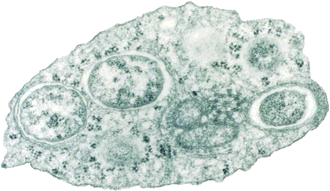 A group of Wolbachia organisms