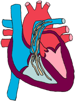fifth stage larvae and adult worms living inside the heart and pulmonary arteries