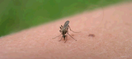 Mosquito feeding