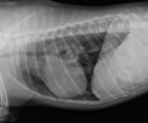 Chest radiograph from a moderately affected dog