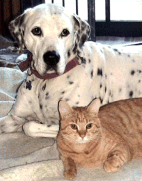 dalmation and orange cat