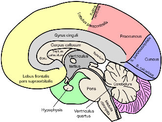 graphic showing brain anatomy