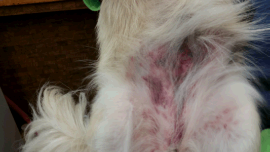 This dog's belly shows the typical bruising pattern (petechiation) that is classic with a platelet problem.