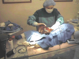 Image of Dr. performing spleen removal