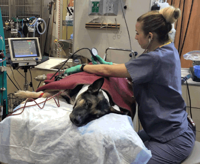 dog receiving dialysis