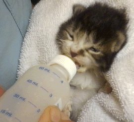 bottle nursing kitten