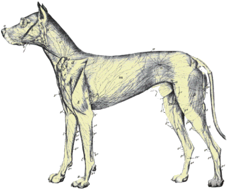 Lymphatic System of the Dog
