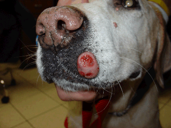 Mast Cell Tumor on the lip