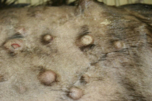 ultiple mast cell tumors in the skin of a cat