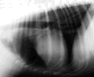 Normal canine chest radiograph
