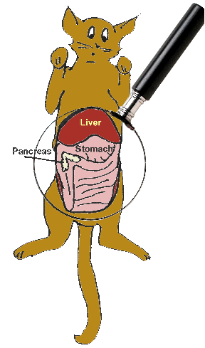 Diagram showing Liver, Stomach and Pancreas locations in a cat