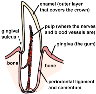 canine tooth diagram