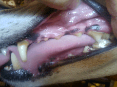 picture of tartar at the gum line in a canine