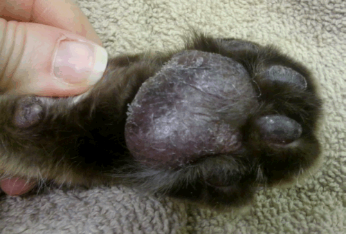 Dog foot with pododermatitis.