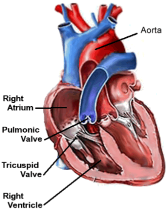 For blood to pump to the lungs properly, the pulmonic valve must be open