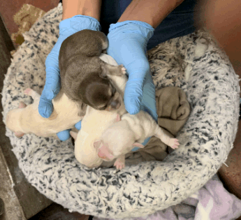how many minutes should newborn puppies nurse