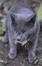 grey cat with mouse