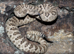 picture of great basin rattlesnake