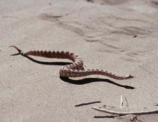 picture of sidewinder rattlesnake