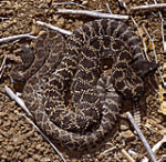 picture of southern pacific rattlesnake