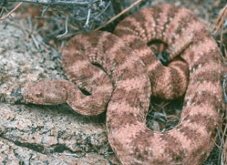 picture of speckled rattlesnake