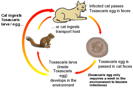 diagram of how Toxascaris leonina roundworms develop from eggs to adults