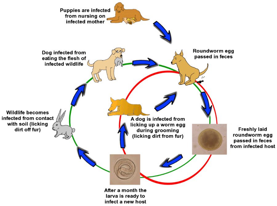 can dog roundworm be transmitted to cats